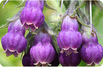 Allantoin