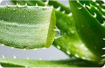 Aloe Extract