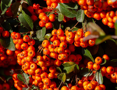 Sea buckthorn water